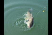 夏季如何台钓鲢鳙？