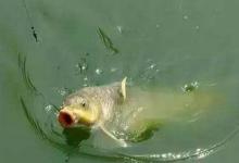 夏季水库台钓鲤鱼的三个技巧