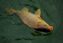 夏季钓鱼有套路，牢记四钓四不钓的四个特点