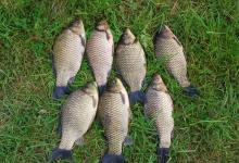 夏钓为何难钓大鲫？这样改善钓法，大鲫轻松入户