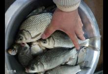 春季野钓大鱼小鱼都上岸，野钓兼顾大小鱼的技巧