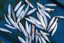 秋钓必杀技，可在杂鱼群中钓大鱼，钓一次爽一次