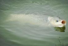 夏季钓大鱼，线组要搭配很重要