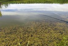 夏季要想钓得满意渔获，要注意一些细节