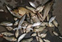 小暑过后鱼应该这样钓，每次鱼获多