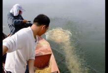 冬季钓鲫鱼怎么打窝才能诱鱼？