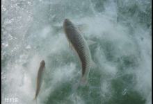 冬天怎么冰钓鲫鱼？老钓友分析关键看五点