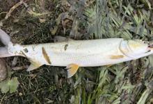 鳡鱼炸水不咬钩怎么办？