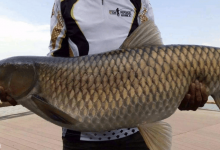 用两种钓草鱼饵料，鱼获绝对不会少