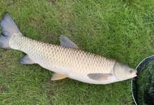 夏季钓草鱼的四个绝招