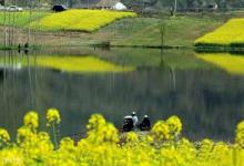 清明过后，鲫鱼怎么钓？