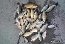 钓法简单又实用，适合夏季野钓