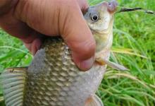 秋季草窝钓鲫鱼的实战经验