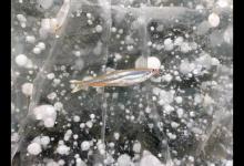 冬季如何钓鲫鱼？北方钓友的分享