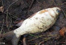 冬天这么钓鲫鱼你早该爆护了