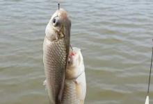 冬季在水库等大水面怎么钓鲫鱼？