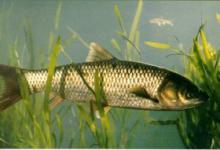 初夏钓草鱼，要学会这几种钓法