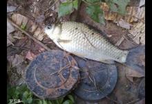 夏季钓深水调漂及用饵技巧