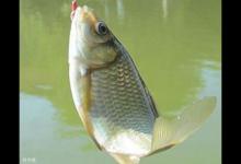 冬季钓鱼鱼口轻，应该如何作钓