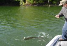 深秋钓草窝，野钓连竿技巧