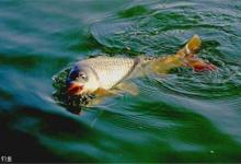 秋季上鱼量少怎么解决