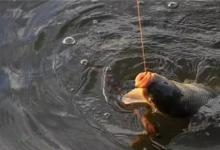 冬天钓鲫鱼浅水区选择钓点技巧