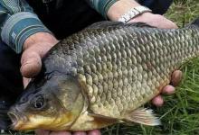 冬钓用这些技巧，大板鲫连竿上