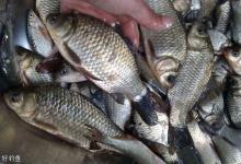 冬钓鲫鱼如何找鱼窝，推荐这四个思路