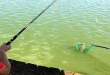 深秋钓鱼好时机，教你台钓打窝技巧鱼护都装不下