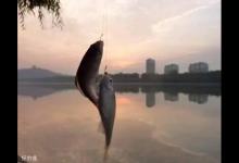 冬天最实用的钓鲫方法，想钓多少钓多少