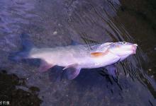 冬季钓鳊鱼钓位选择及鱼饵配制技巧