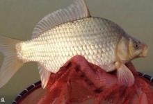 冬季野钓小窍门，只想自己偷偷用