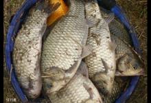 初冬野钓大鲫鱼大鲤鱼，需要做哪些调整