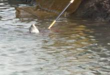 深秋野钓不会用饵？鱼儿拼命咬钩的诀窍看这里