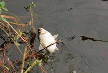 新晋钓鱼人秋季作钓鲫鱼的入门技巧