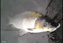 冬钓鱼群常去的地方都在这里