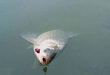 冬天钓鱼如何选择钓场与打窝