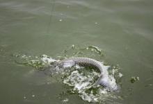 秋风岂止有瑟瑟，水库钓青鲤才是正经事