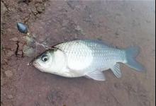 为您揭晓冬天钓鲫鱼的6个不传之秘