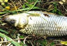 深秋钓鲫鱼有口不上鱼怎么办？