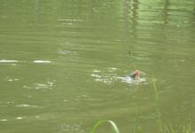 夏钓小常识，告别酷暑空军部队