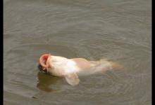 冬钓深浅或钓暖阳要根据实际来选择