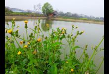 初春钓鱼，定点台钓不如传统走钓