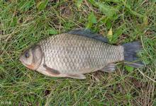 揭秘冬季钓的的打窝、养窝、补窝技术