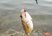 冬天钓鱼钓多深的水？这4种情况可
