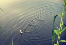 早春钓鱼对风向有什么要求