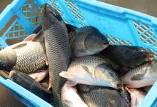 冬季钓浅水要注意五个影响因素