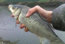 冬季钓鱼找不到鱼窝吗？马上告诉您