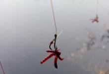 冬天钓鱼记得要调整饵料、子线和浮漂