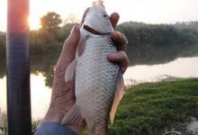 秋末初冬鱼口弱，避免空军的逗钓技巧